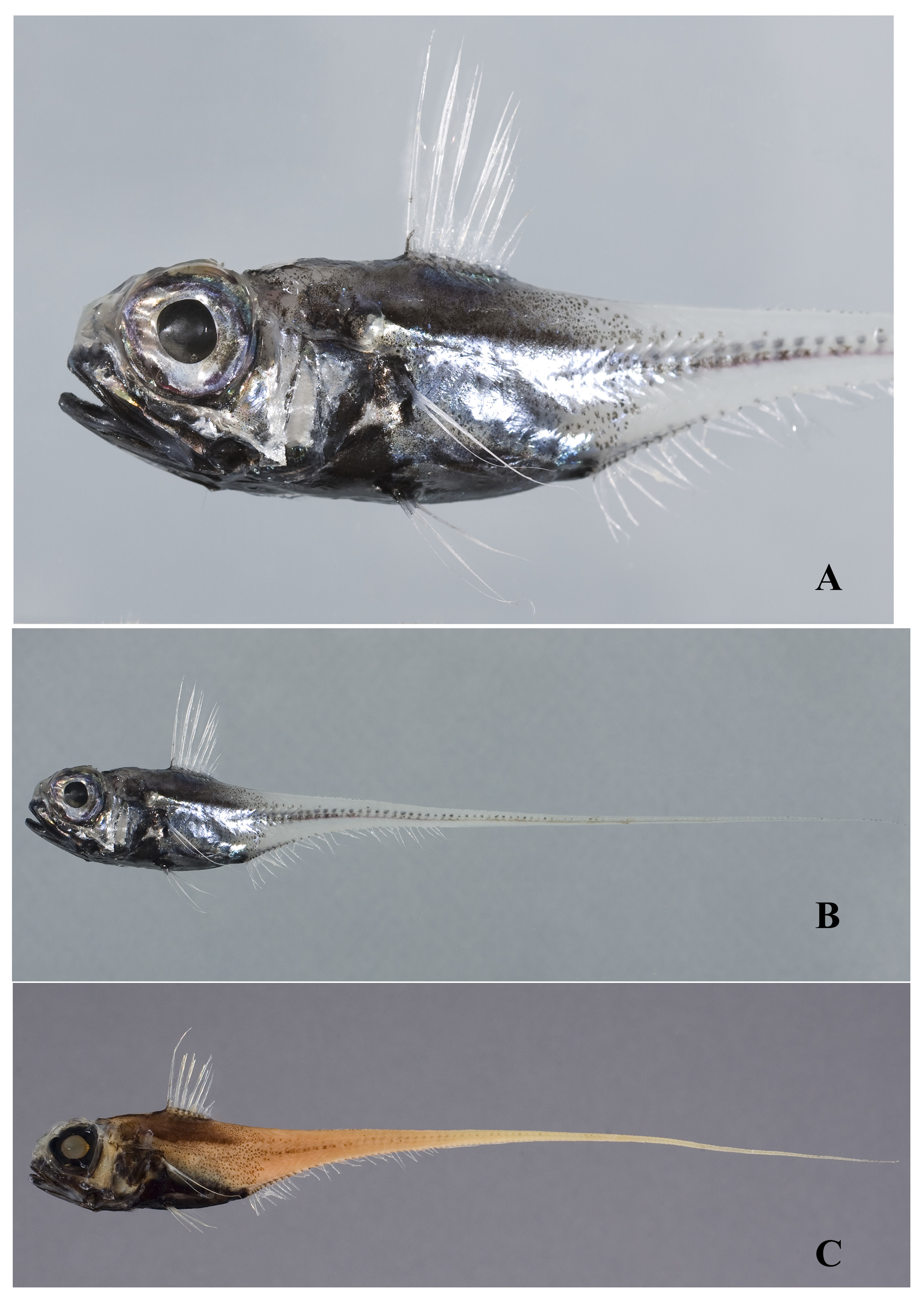 ภาพ ปลา maculicaudus (Hymenocephalus maculicaudus)