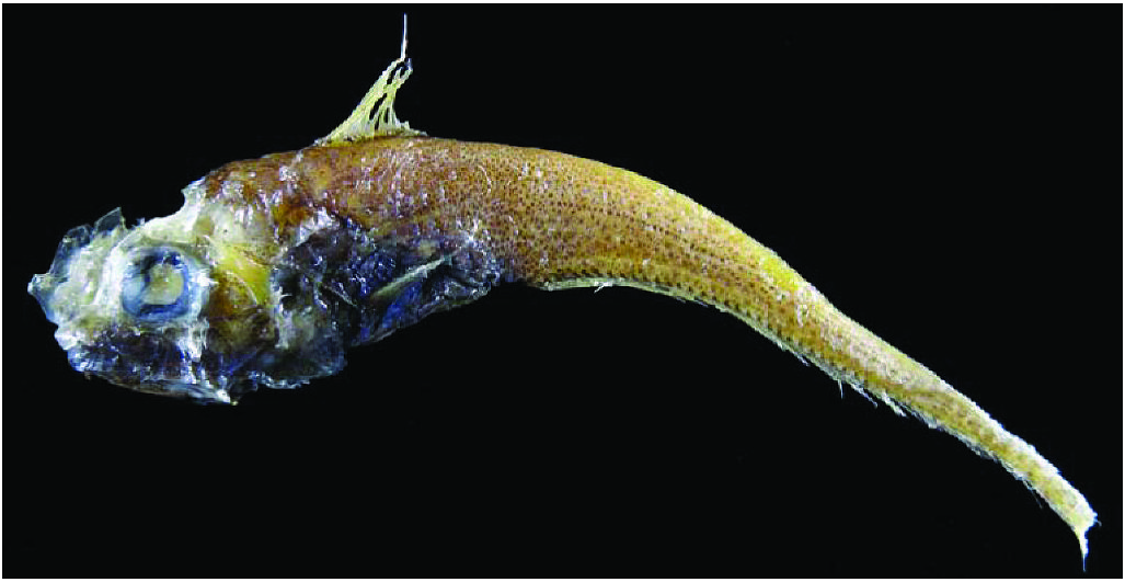 ภาพ ปลา papyraceus (Hymenocephalus papyraceus)