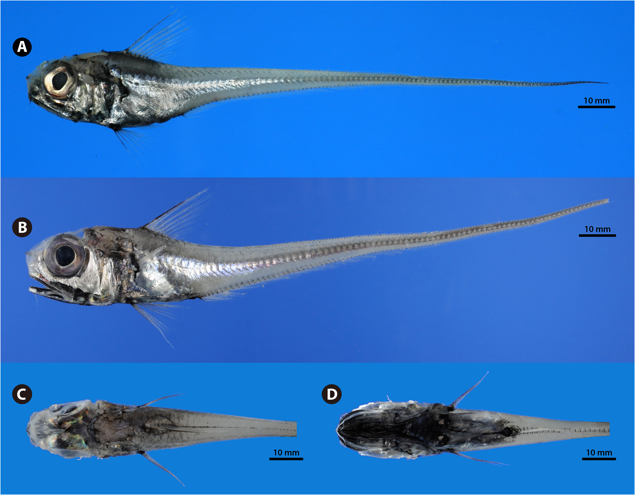 ภาพ ปลา striatissimus (Hymenocephalus striatissimus)