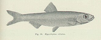 ภาพ ปลา vittatus (Hyperlophus vittatus)