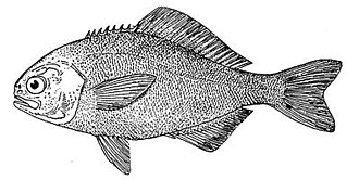 ภาพ ปลา perciformis (Hyperoglyphe perciformis)