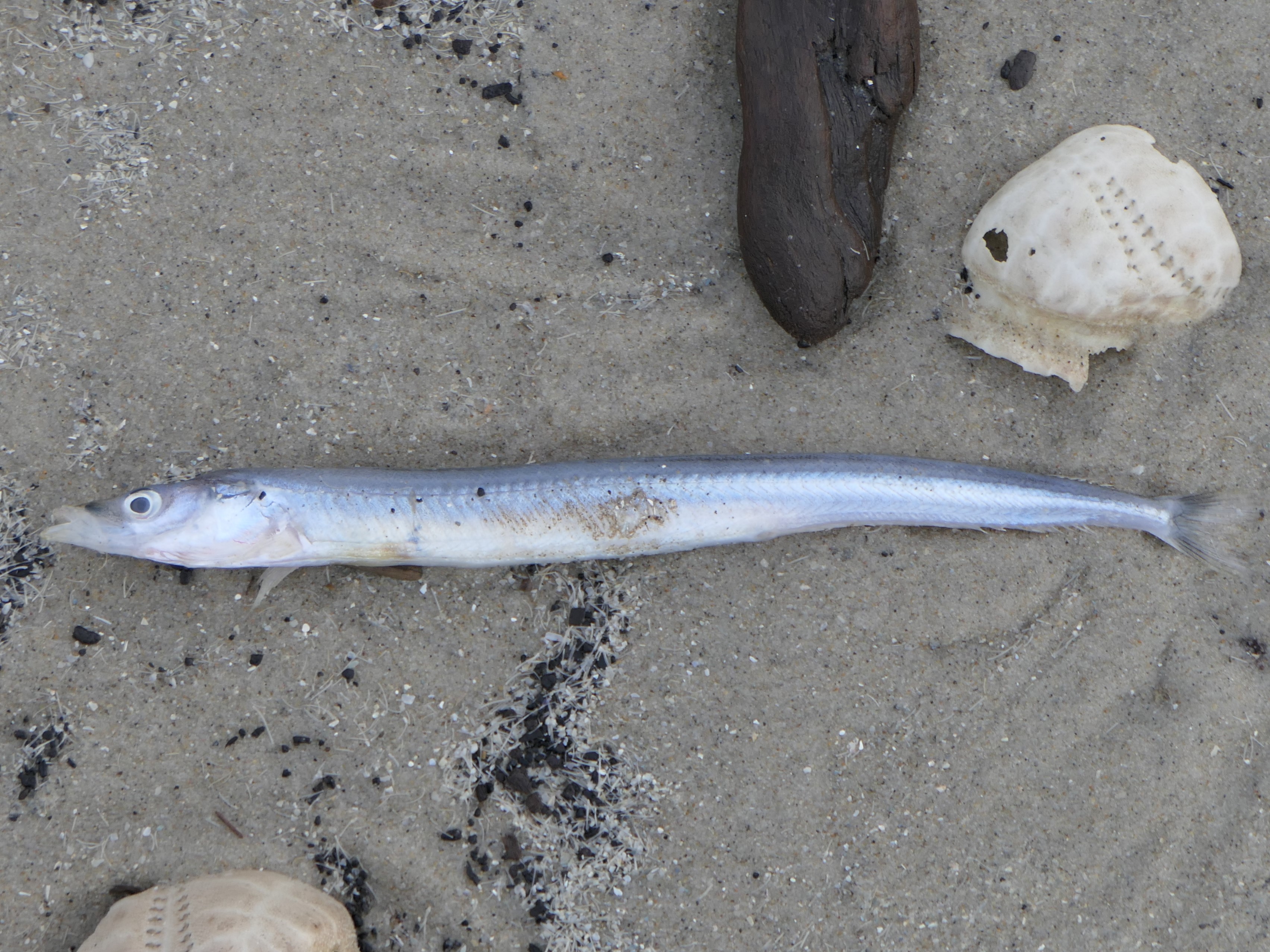 ภาพ ปลา lanceolatus (Hyperoplus lanceolatus)