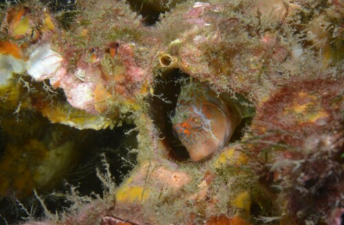 ภาพ ปลาตั๊กแตนหินแอฟริกาลายประตั๊กแตนหิน (Hypleurochilus aequipinnis)