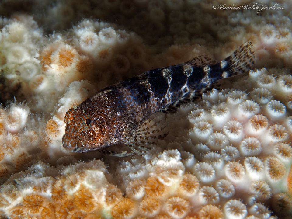 ภาพ ปลาตั๊กแตนหินลายขวางตั๊กแตนหิน (Hypleurochilus bermudensis)