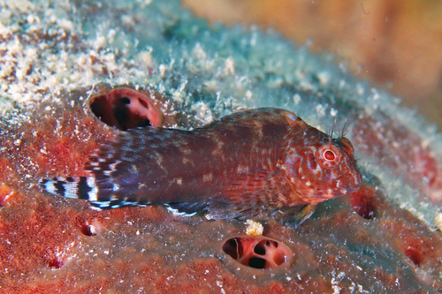 ภาพ ปลาตั๊กแตนหินตั๊กแตนหิน (Hypleurochilus caudovittatus)