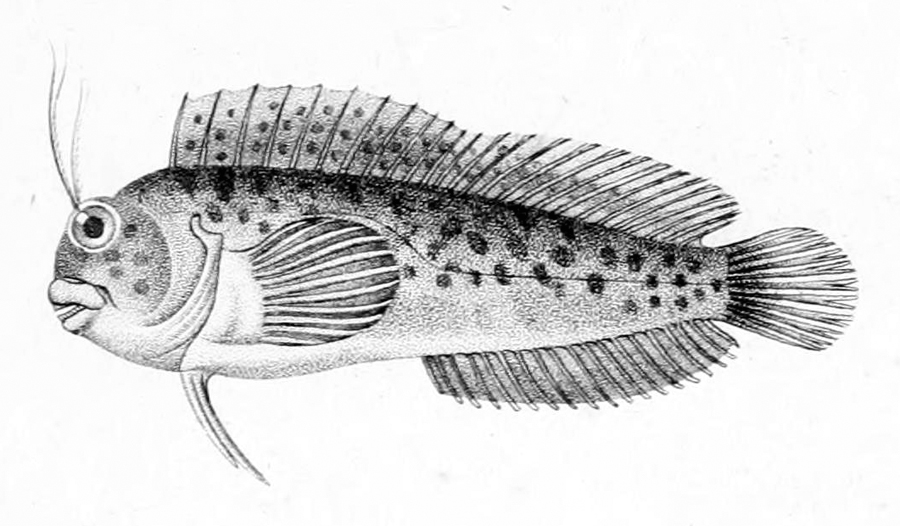 ภาพ ปลาตั๊กแตนหินตั๊กแตนหิน (Hypleurochilus fissicornis)