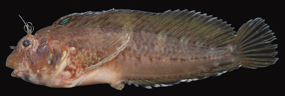 ภาพ ปลาตั๊กแตนหินมีหงอนตั๊กแตนหิน (Hypleurochilus geminatus)