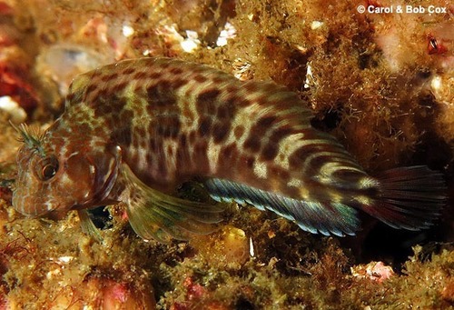 ภาพ ปลาตั๊กแตนหินตั๊กแตนหิน (Hypleurochilus multifilis)