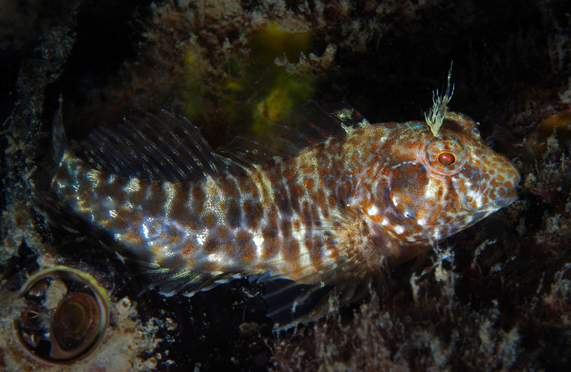 ภาพ ปลาตั๊กแตนหินแอตแลนติกตั๊กแตนหิน (Hypleurochilus pseudoaequipinnis)