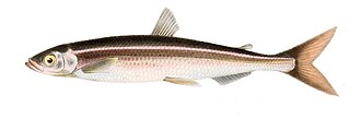 ภาพ ปลา japonicus (Hypomesus japonicus)