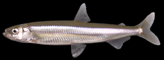 ภาพ ปลา nipponensis (Hypomesus nipponensis)