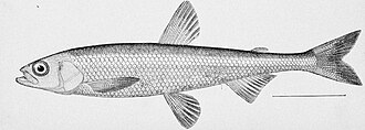 ภาพ ปลา olidus (Hypomesus olidus)