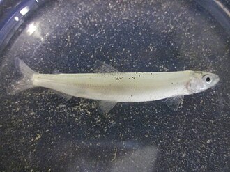 ภาพ ปลา pretiosus (Hypomesus pretiosus)