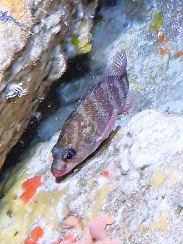 ภาพ ปลาทะเล wilsoni (Hypoplectrodes wilsoni)