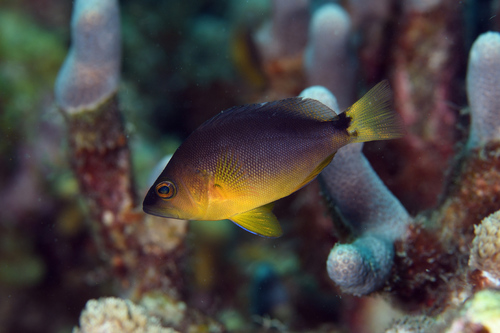 ภาพ ปลากะรังจิ๋ว aberrans (Hypoplectrus aberrans)