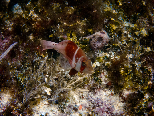 ภาพ ปลากะรังจิ๋ว ecosur (Hypoplectrus ecosur)