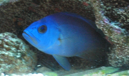 ภาพ ปลากะรังจิ๋ว gemma (Hypoplectrus gemma)