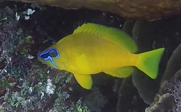 ภาพ ปลากะรังจิ๋วทอง (Hypoplectrus gummigutta)