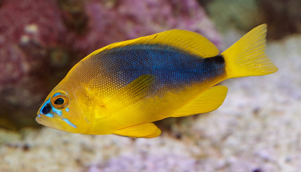 ภาพ ปลากะรังจิ๋วทอง (Hypoplectrus guttavarius)
