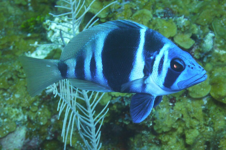 ภาพ ปลากะรังจิ๋ว indigo (Hypoplectrus indigo)
