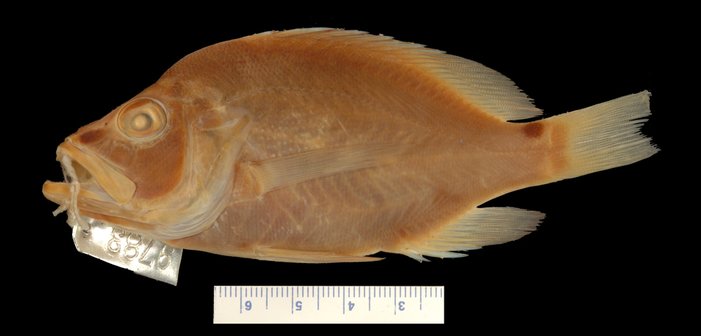 ภาพ ปลากะรังจิ๋ว maculiferus (Hypoplectrus maculiferus)