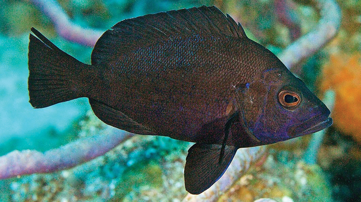 ภาพ ปลากะรังจิ๋วดำ (Hypoplectrus nigricans)