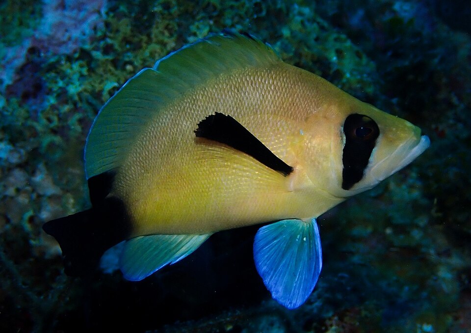 ภาพ ปลากะรังจิ๋วหน้ากาก (Hypoplectrus providencianus)