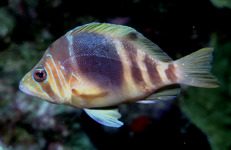 ภาพ ปลากะรังจิ๋วลายขวาง (Hypoplectrus puella)