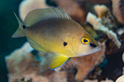 ภาพ ปลากะรังจิ๋ว randallorum (Hypoplectrus randallorum)