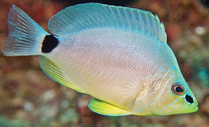 ภาพ ปลากะรังจิ๋ว unicolor (Hypoplectrus unicolor)