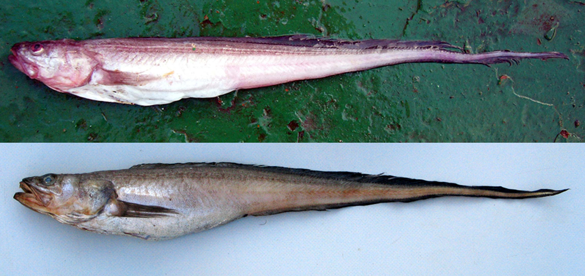 ภาพ ปลา caninum (Hypopleuron caninum)