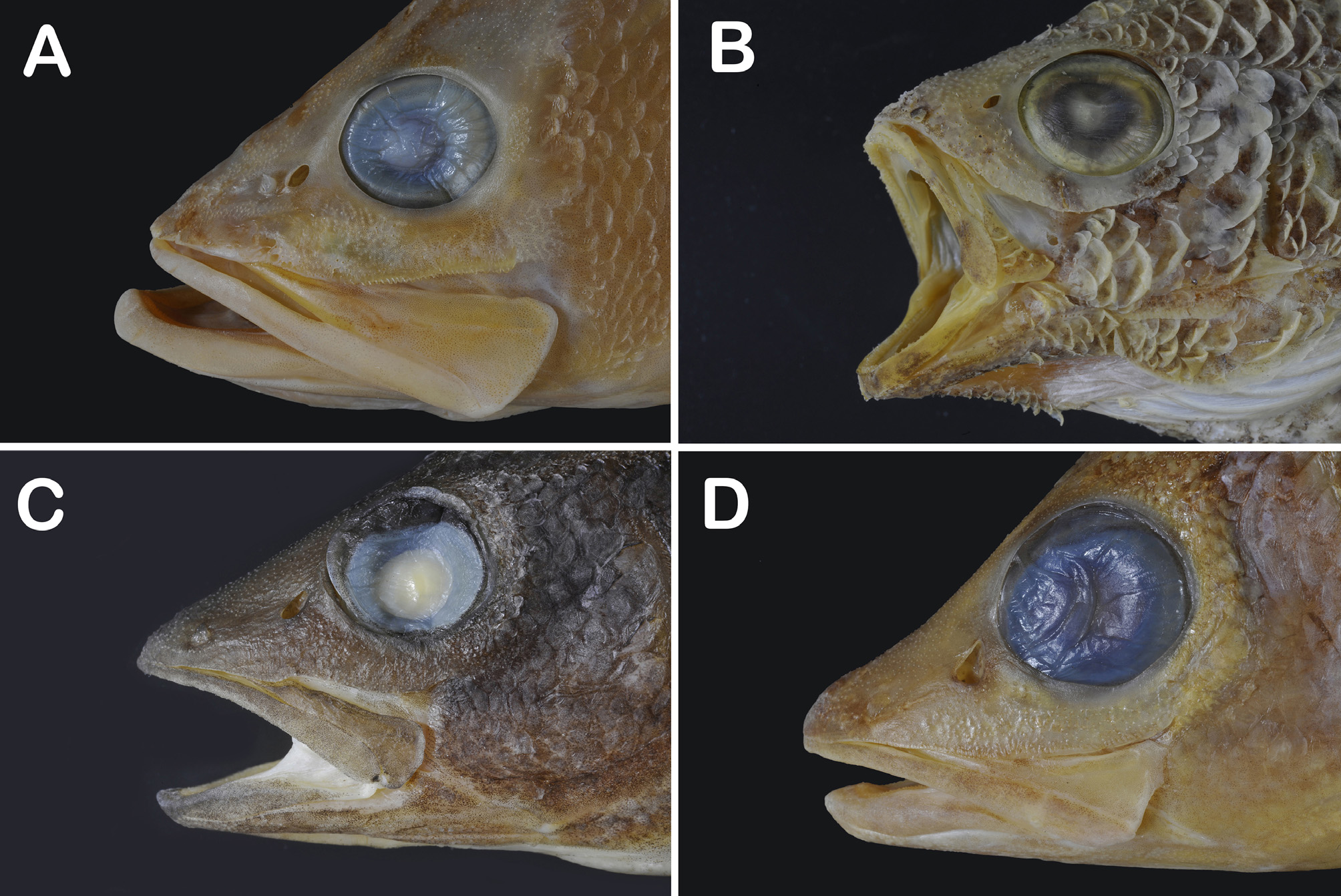 ภาพ ปลา macropterus (Hypopterus macropterus)