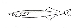 ภาพ ปลา dybowskii (Hypoptychus dybowskii)