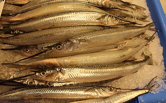 ภาพ ปลา australis (Hyporhamphus australis)