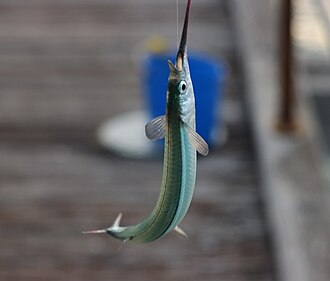 ภาพ ปลา melanochir (Hyporhamphus melanochir)