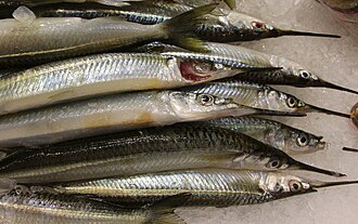 ภาพ ปลา regularis (Hyporhamphus regularis)
