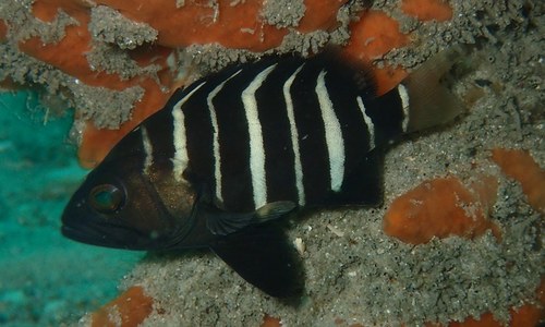 ภาพ ปลากะรังลายบั้ง (Hyporthodus ergastularius)