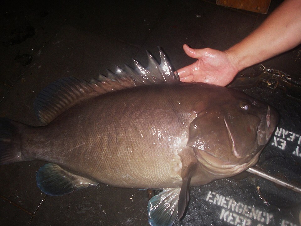 ภาพ ปลากะรังดำ (Hyporthodus nigritus)