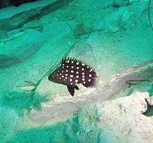 ภาพ ปลากะรัง niphobles (Hyporthodus niphobles)