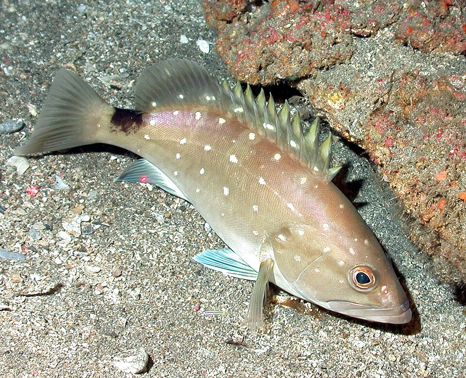 ภาพ ปลากะรัง niveatus (Hyporthodus niveatus)