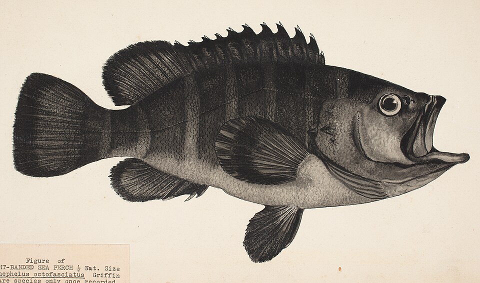 ภาพ ปลากะรังถ่าน (Hyporthodus octofasciatus)