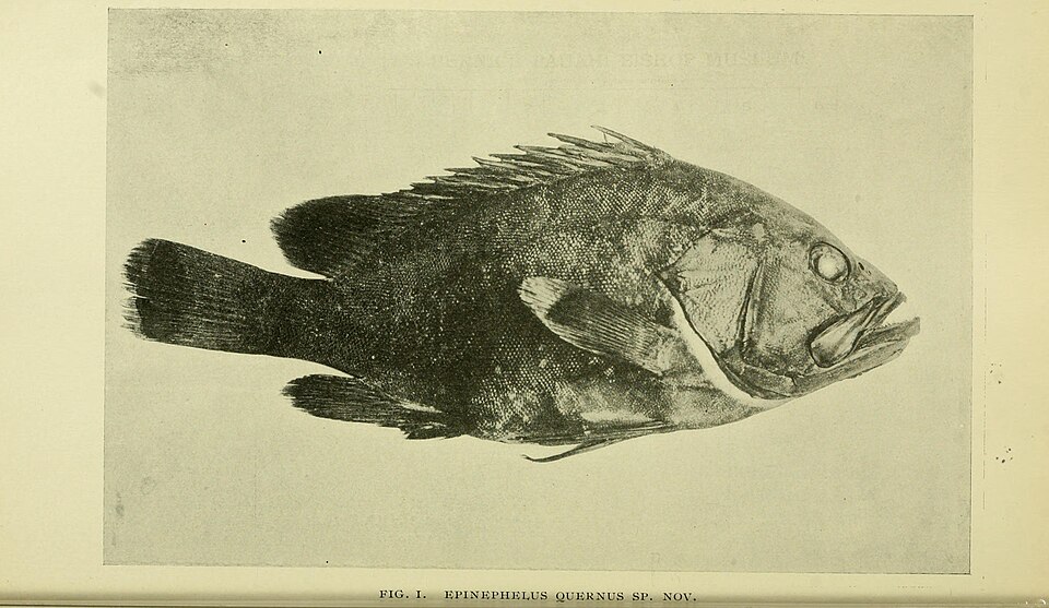 ภาพ ปลากะรังฮาวาย (Hyporthodus quernus)