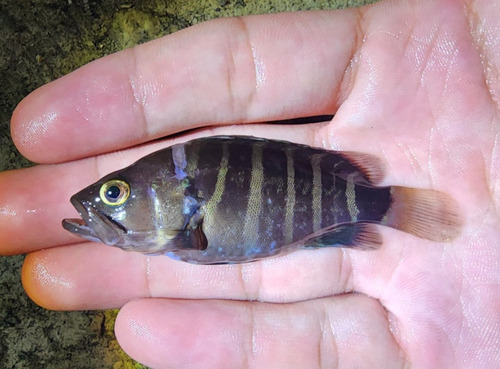 ภาพ ปลากะรัง septemfasciatus (Hyporthodus septemfasciatus)