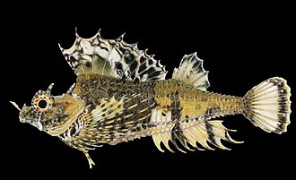 ภาพ ปลา quadricornis (Hypsagonus quadricornis)