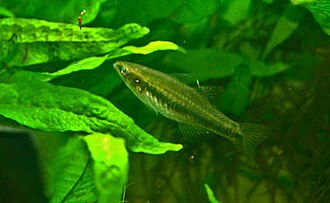 ภาพ ปลา cyprinoides (Hypseleotris cyprinoides)