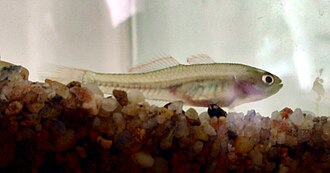 ภาพ ปลา klunzingeri (Hypseleotris klunzingeri)