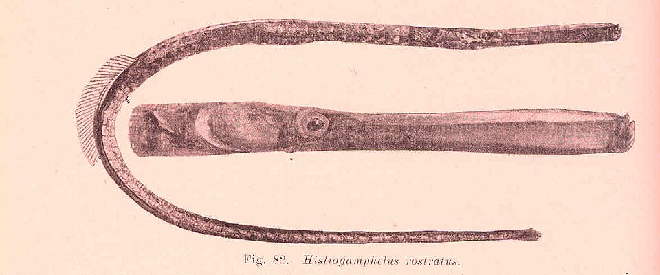 ภาพ ปลาจิ้มฟันจระเข้ rostratus (Hypselognathus rostratus)