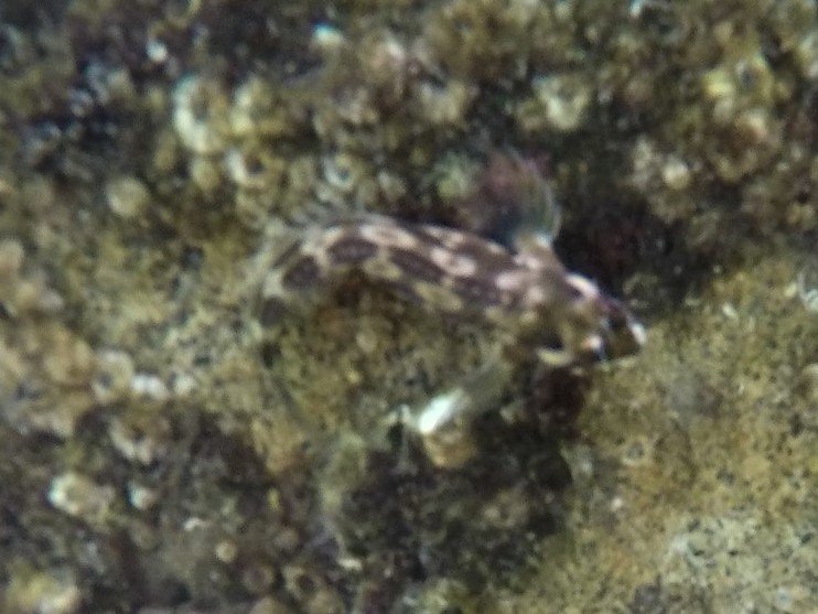 ภาพ ปลาตั๊กแตนหินตั๊กแตนหิน (Hypsoblennius brevipinnis)