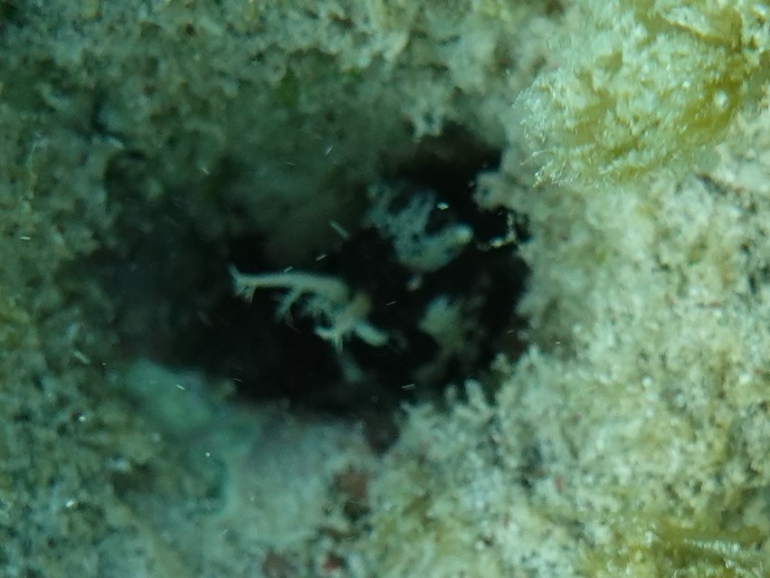 ภาพ ปลาตั๊กแตนหินตั๊กแตนหิน (Hypsoblennius exstochilus)