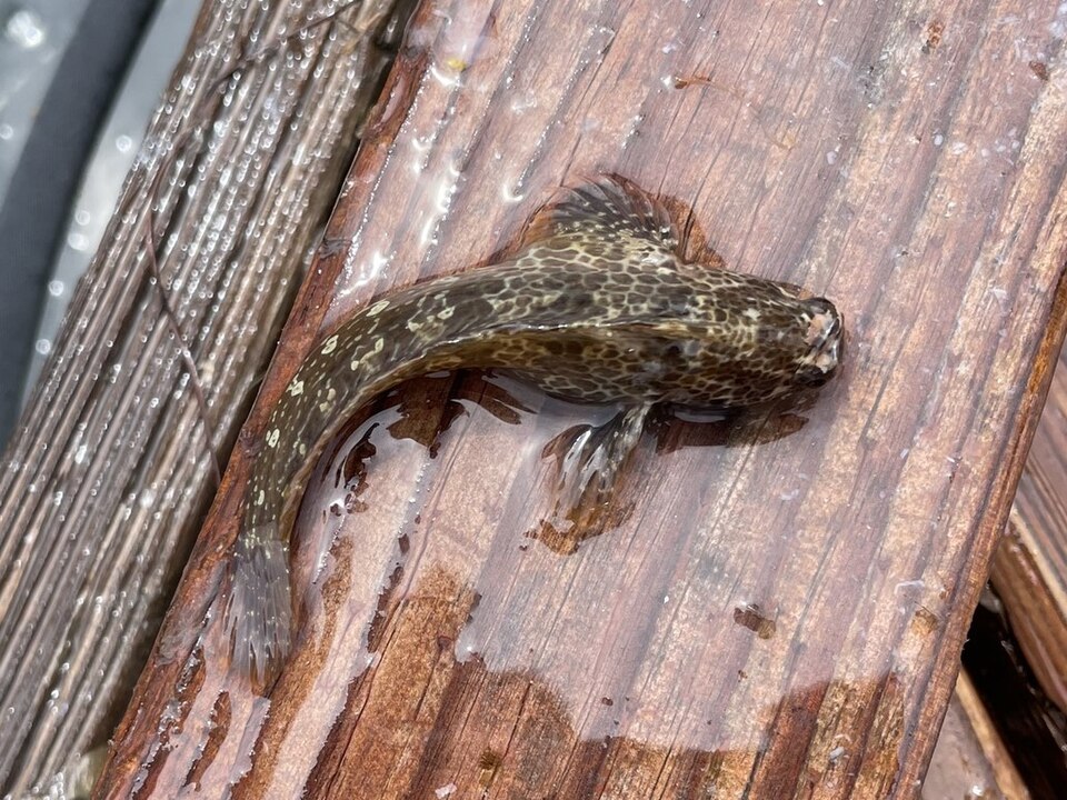 ภาพ ปลาตั๊กแตนหินตั๊กแตนหิน (Hypsoblennius gentilis)